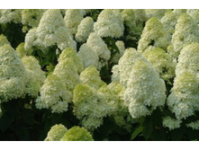 ��������� ����������� �������� �9-214.jpg