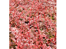 229���. �������� �������� ��������.jpg