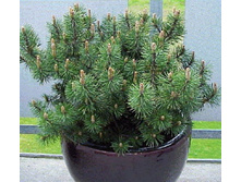 ����� Pinus mugo mugo �3 20-30��-424,60.jpg