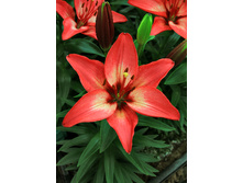 23,11���. ����� �����(��� 7 ��. ���������� �� 2��.)���17.jpg