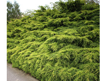 92���. ������������ Juniperus x pfitzeriana Mordigan Gold_P10,5 rond.jpg