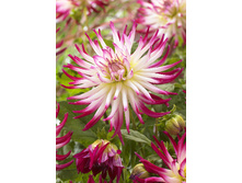 83,5���. �������� ������(�������� ���� �� 1 ��., ����������� ����� 1��.)���17.jpg