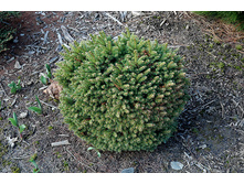 165,9���. ��� Picea abies Witches Bread_P10,5 rond.jpg