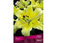 ����� ������.jpg