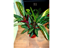 ��������� Magic Star- 600 ���.