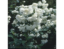 143���. �������� ���������.jpg