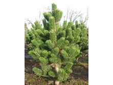 403,5���. ����� Pinus nigra Oregon Green (������ 1,5�)