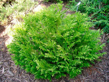 92���. ������ Thujopsis dolabrata Nana_P9 15-20.jpg