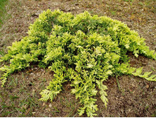 96,2���. ������������ Juniperus horizontalis Golden Carpet.jpg