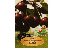 ��� ����� -450�.JPG