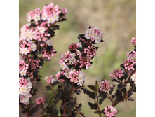 367���. ������������� ������������� ����� ���� ���17.jpg