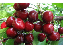 ������� ����� (�������)-240�.jpg