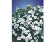 White Corvet ���� ������ 2,95 ����.jpg