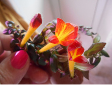 �������� SH-Svetlana.