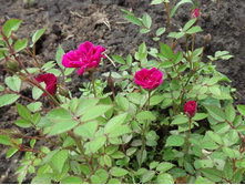 Perla de Mosedo ����� �� ������ 2,95 ����.jpg