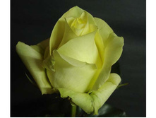 Amandine ������� 2,95 ����.jpg