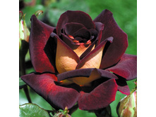 Eddy Mitchell ���� ������ 2,95 ����.jpg