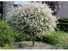 ��� ������������� ������ ������ (Salix Integra) 3,20 ����.jpg