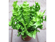 ���������� ��������� ������ ���� ( Crispy Wave) - ��  300 ���.