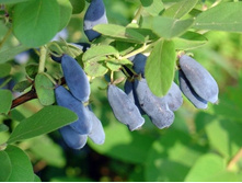 ��������� �����+17�