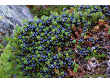 Empetrum (��������) Ireland-2,43.jpg