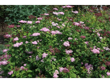 170���. ������ �������� ��������� ������� ���17.jpg