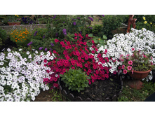 ����� ������� � �����