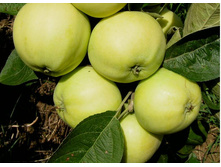 ������ ���������-350�.jpg