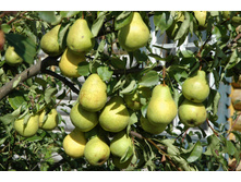 ����� ������������� (�������)-210�.jpg