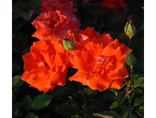 Laura ����� 2,95 ����.jpg