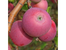 ������ ��������������-350�.jpg