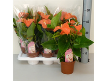 �������� ����� ������� (MADURAL ORANGE)