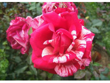 Pasadena �������� 2,95 ����.jpg