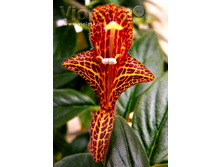 �������� Sonnenaufgang (���� ����) - �/� 100 ���.