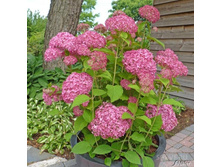 Arb. Pink Percusion - 2,18