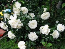 Alba Meillandina ���� ��������� 2,95 ����.JPEG