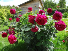 Falstaff �������� 3,20 ����.jpg