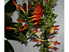 �������� Early Bird - �/� 150 ���.