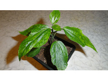 ������������ ����������� ( Malvaviscus variegatum) - 150- 180  ���.