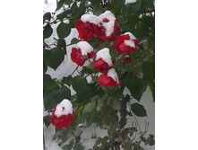 ���� ��������� nyusyakat