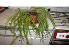 �������� ��������  - ���� ....