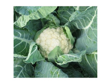 ������� ��������� F1 ������� ������� 30,30 ���.