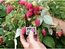 ������ ������