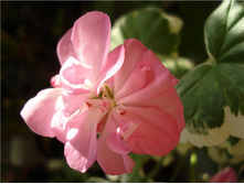 Chelsy Jem(������������ �������������)