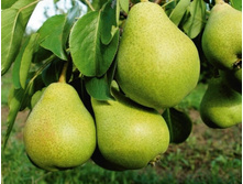 ����� ������-160�.jpg