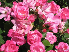 Rodin ����� 2,95 ����.jpg