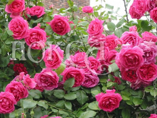 Parade ����� 2,95 ����.jpg