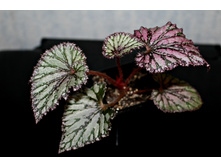 ������� Charlotte Chiffon - ����� 150 ���.