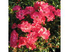 Inge Schubert ���� ������ 2,95 ����.jpg