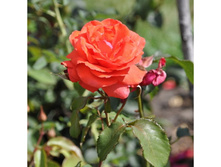 Alla ���� 2,95 ����.jpg